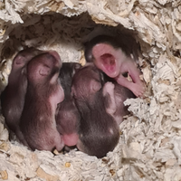 Vendita cuccioli di criceto dorato