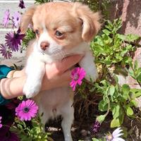 Cuccioli di piccola taglia