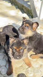Cuccioli pastore tedesco