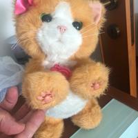 Gattino che miagola e si muove