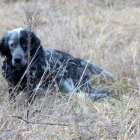 Setter Inglese addestrato