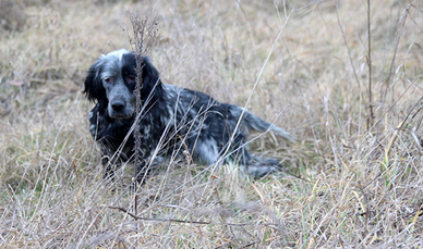 Setter Inglese addestrato