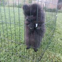 Cucciolo di spitz Pomerania