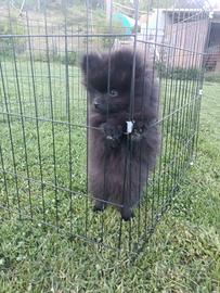 Cucciolo di spitz Pomerania