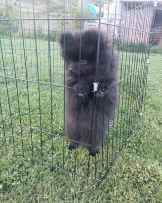 Cucciolo di spitz Pomerania