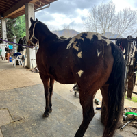 Cavallo Appaloosa