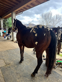 Cavallo Appaloosa