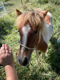 Meraviglioso pony