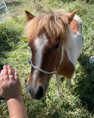 Meraviglioso pony
