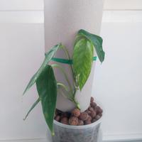 epipremnum pinnatum variegato 