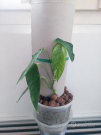 epipremnum pinnatum variegato 