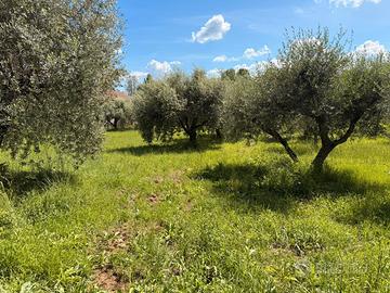 Terreno agricolo con uliveto
