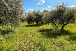 Terreno agricolo con uliveto