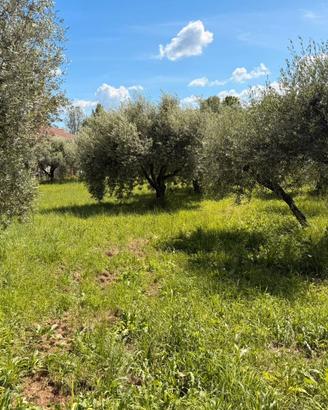 Terreno agricolo con uliveto