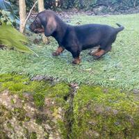 Bassotto Nano cucciolo