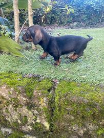 Bassotto Nano cucciolo