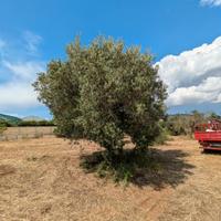 alberi di ulivo 