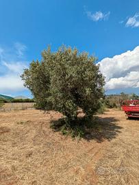 alberi di ulivo 