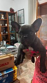 Cuccioli di bulldog francese