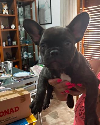 Cuccioli di bulldog francese