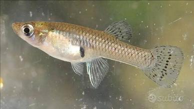 Gambusie (mangia zanzare)