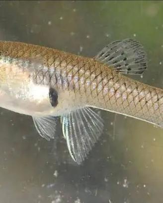 Gambusie (mangia zanzare)