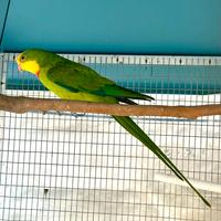 Parrocchetto di barraband