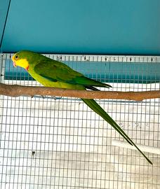 Parrocchetto di barraband