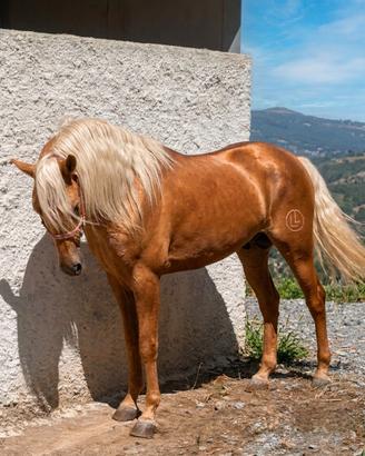Cavallo spagnolo palomino