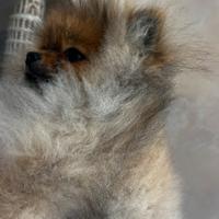 Spitz nano pedigree enci