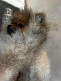 Spitz nano pedigree enci