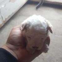 Maltipoo cucciolina taglia piccola