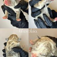 American Bully Pocket Exotic