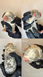 American Bully Pocket Exotic