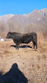 Toro angus da riproduzione