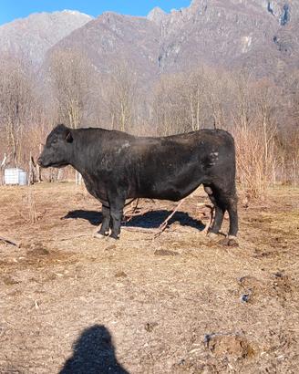 Toro angus da riproduzione