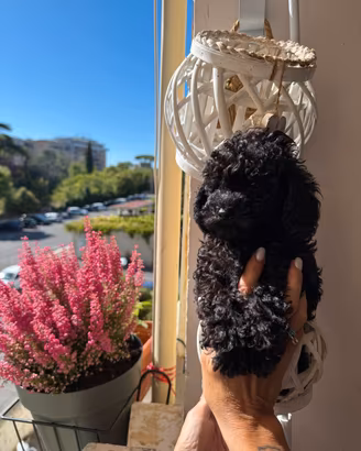 cuccioli di barboncino toy