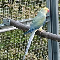 Parrocchetto dal collare