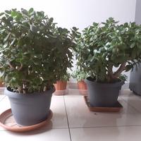 Albero di Giada o pianta della Fortuna 