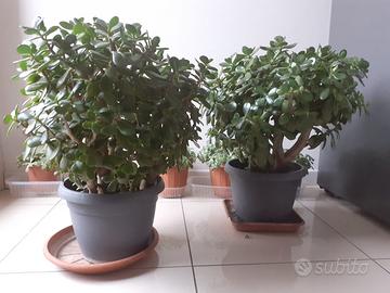 Albero di Giada o pianta della Fortuna 