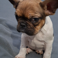 Femmina bulldog francese