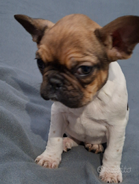 Femmina bulldog francese