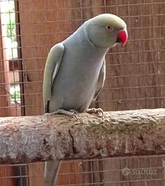 Coppia parrocchetto dal collare