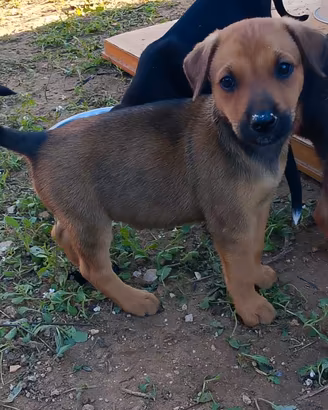 cucciolina in adozione