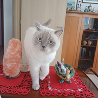 Stupendo scottish straight per accoppiamento