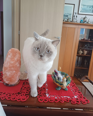 Stupendo scottish straight per accoppiamento