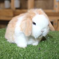 Coniglio nano ariete e Minilop