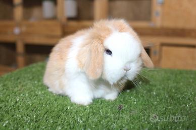 Coniglio nano ariete e Minilop