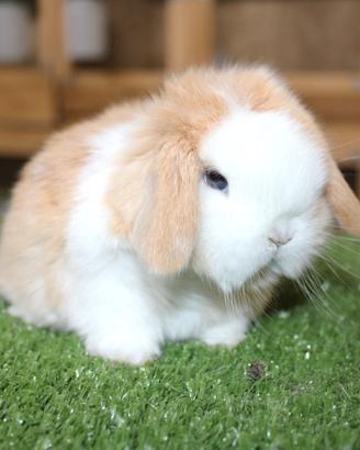 Coniglio nano ariete e Minilop