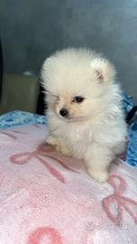 Spitz di pomerania